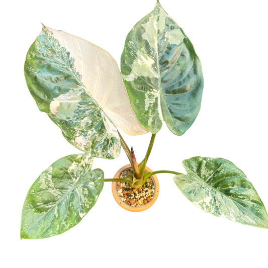 Alocasia wentii albo variegated