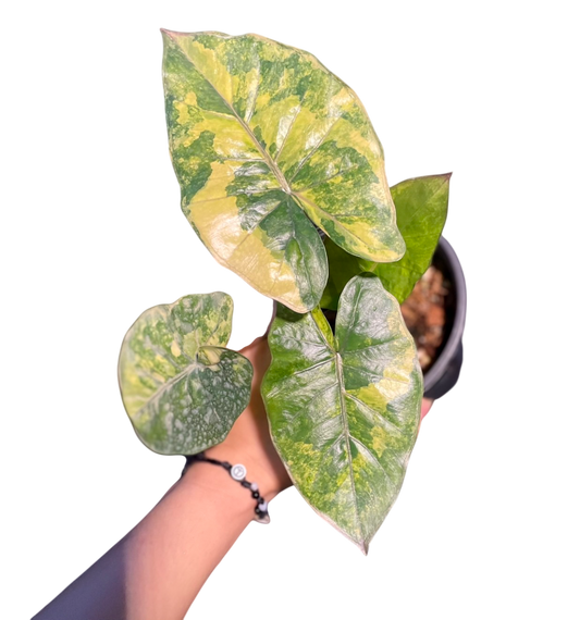 Alocasia Yucatan Princess Variegated