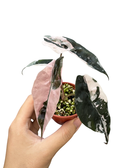 Alocasia Chantrieri Pink Variegated