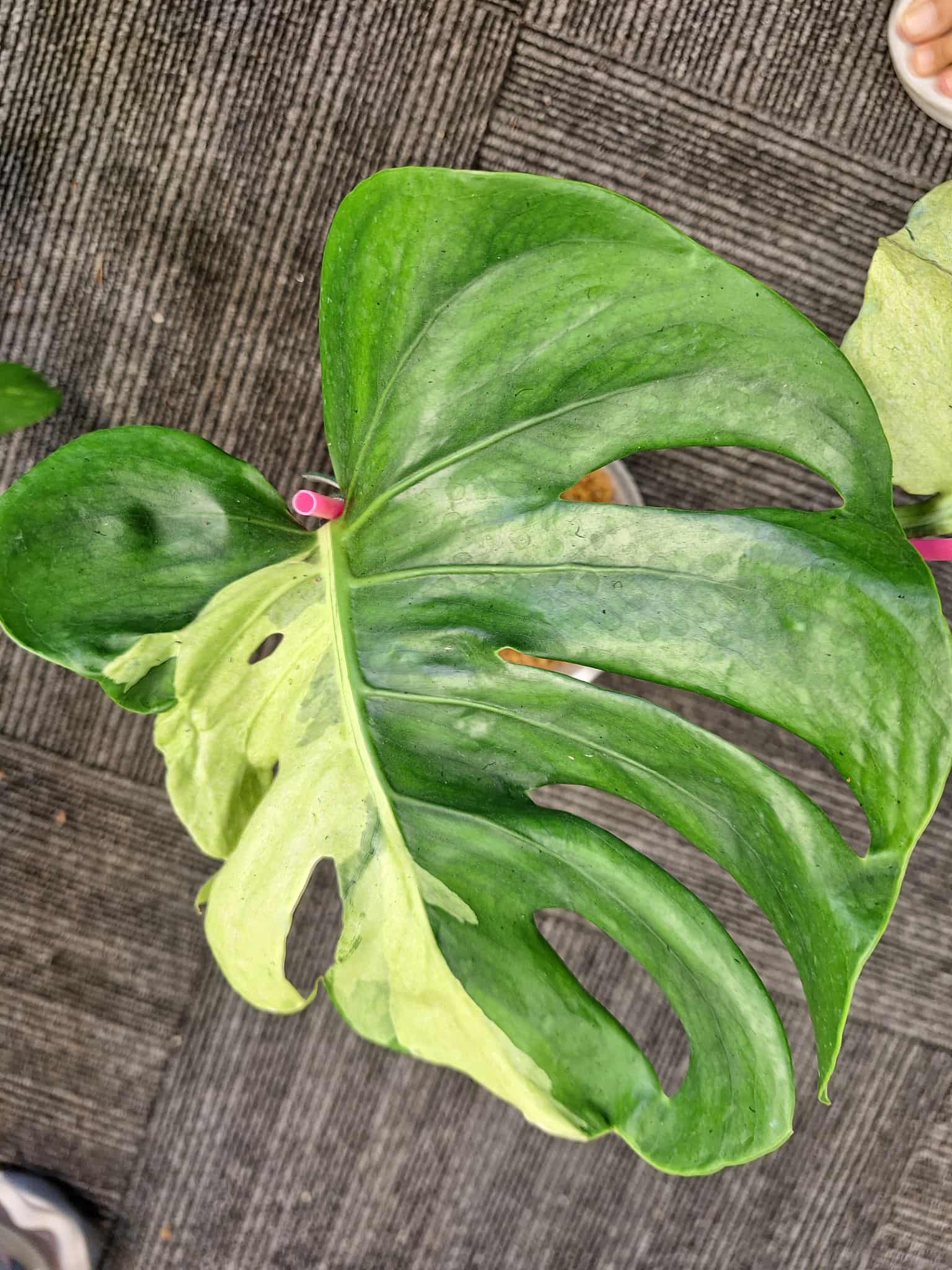 Monstera Ocean Lava モンステラ　オーシャンラヴァ　斑入り Monstera Ocean Lava | Super Rare Monstera | GreenBoog