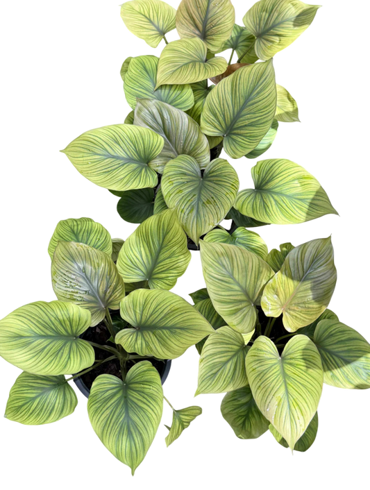 King of Heart Naga (Homalomena rubescens Kunth) – Set of 5 Plants (Wholesale)