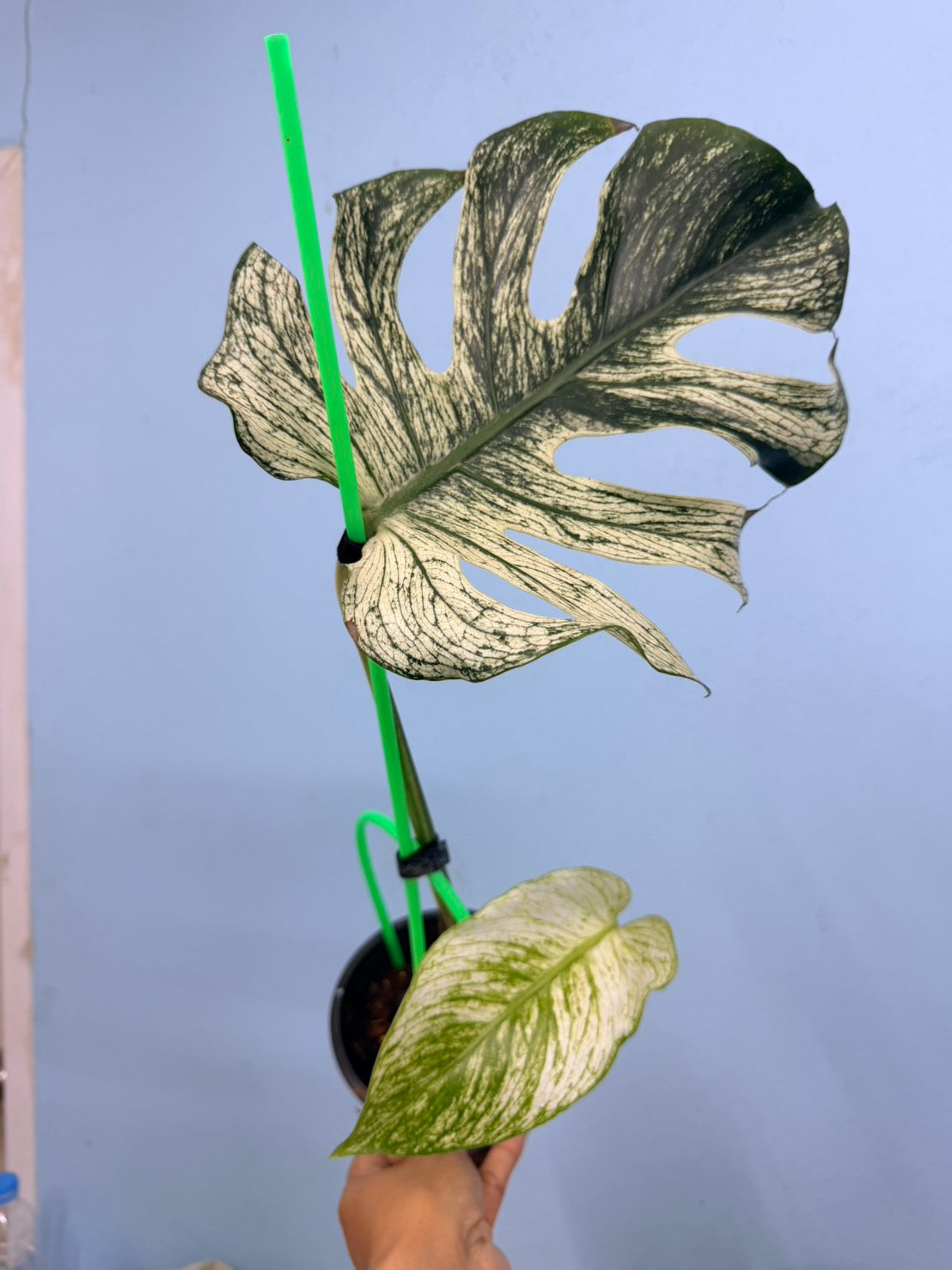 Monstera Devil monster 1leaf (good root system)