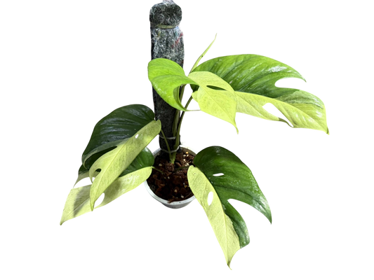 Epipremnum Pinnatum Phuket