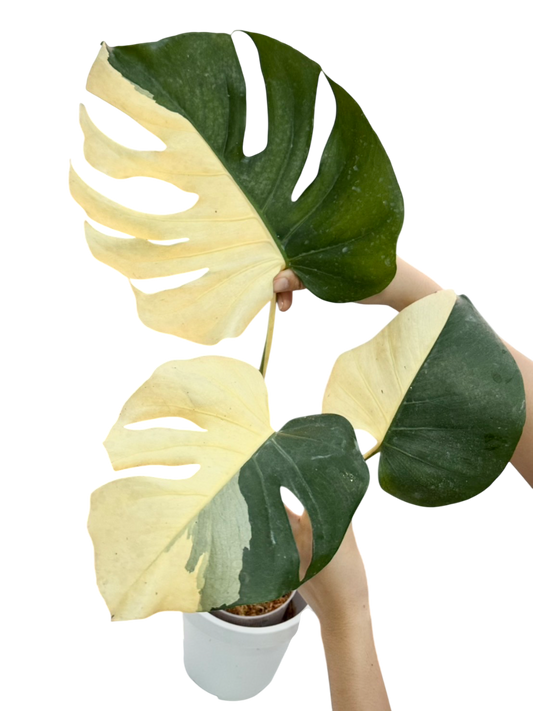 Monstera deliciosa albo