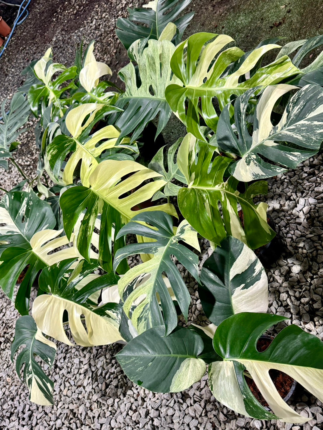 Monstera Borsigiana Mint NOID - Wholesale of 5 Plants