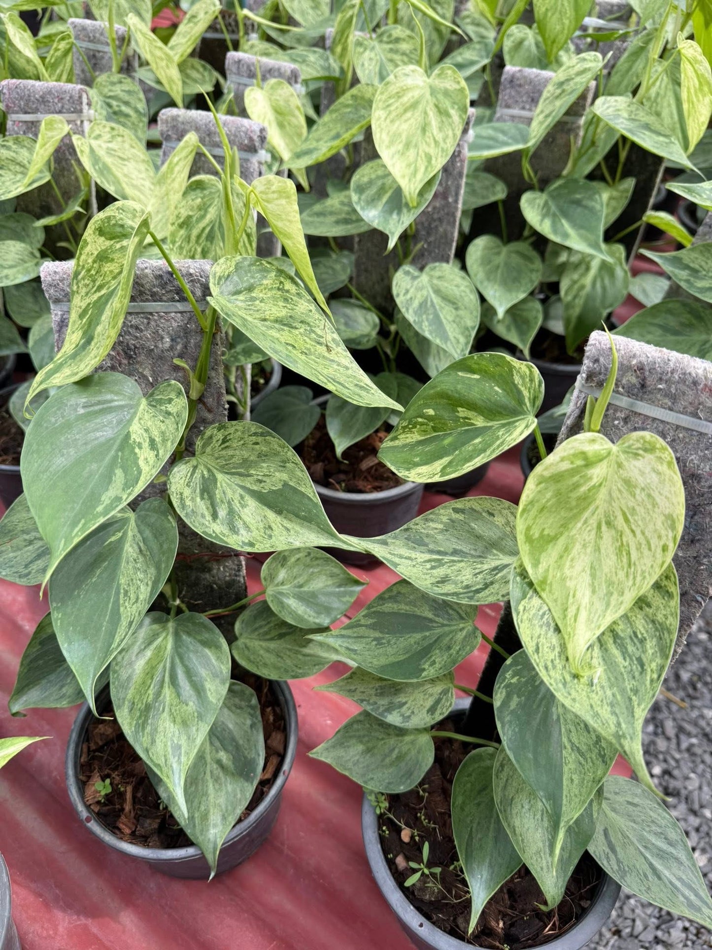 Philodendron Hederaceum heart leaf varigated.-Set of 10 plants