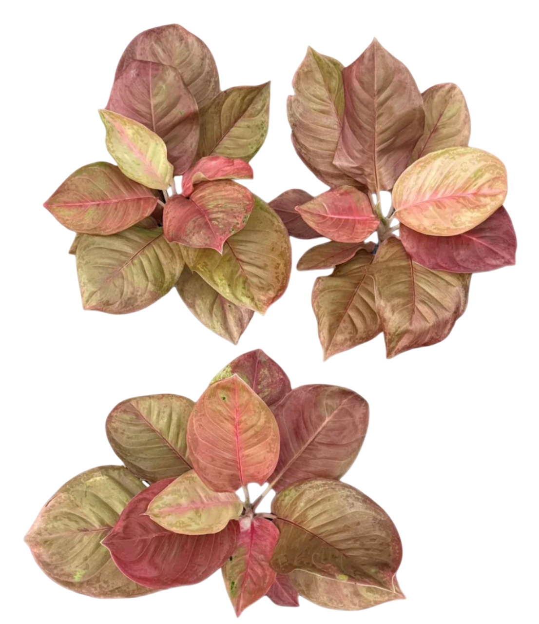 Aglaonema “Sky Velvet Mutation” – Wholesale Set of 5 Plants