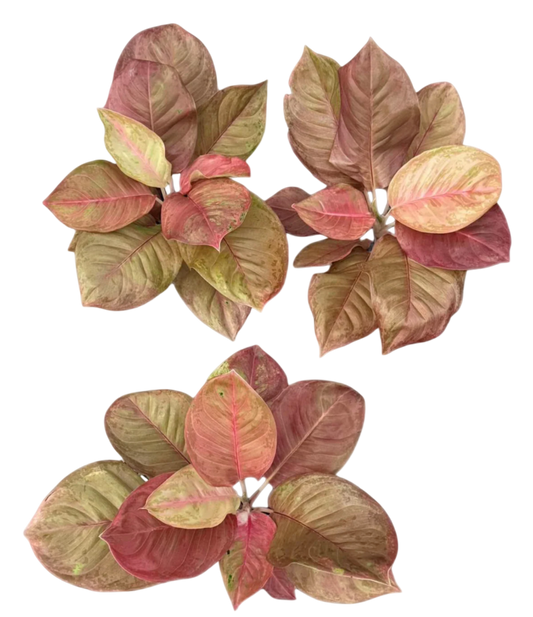 Aglaonema “Sky Velvet Mutation” – Wholesale Set of 5 Plants