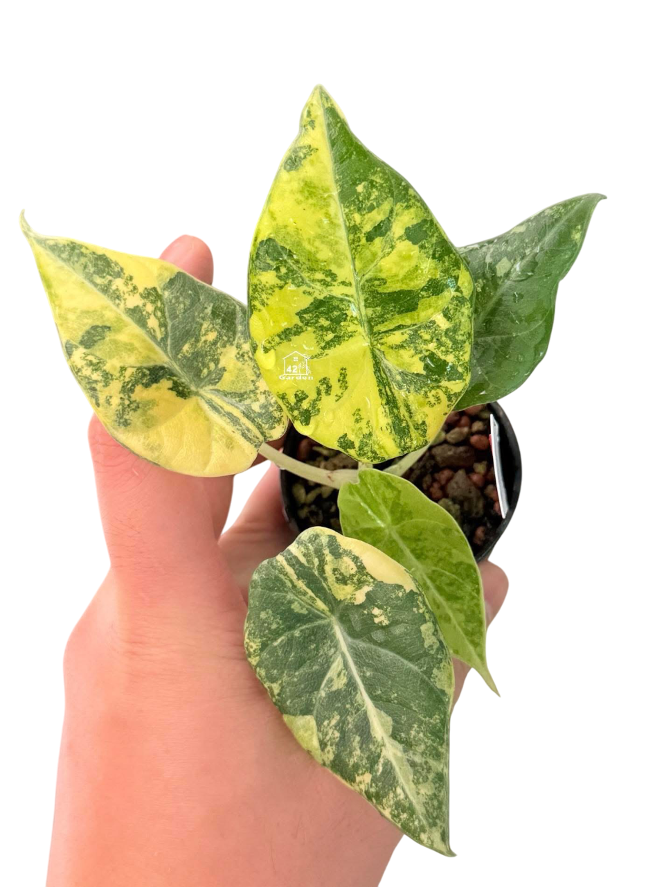 Alocasia Maharani Gold Lime Variegated