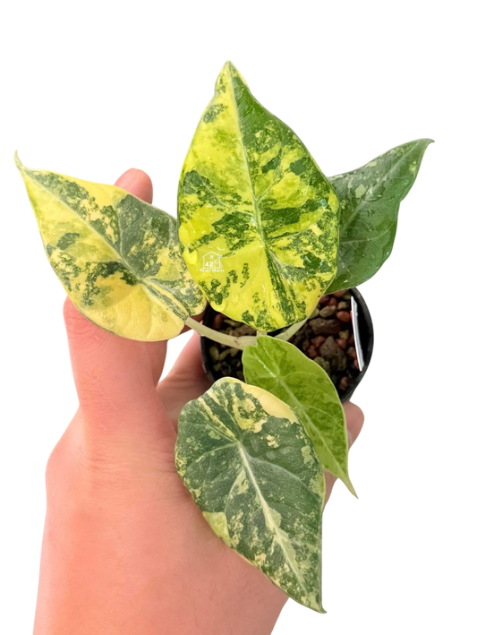 Alocasia Maharani Gold Lime Variegated
