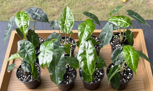 Alocasia “Venom” Wholesale Set of 10 Plants