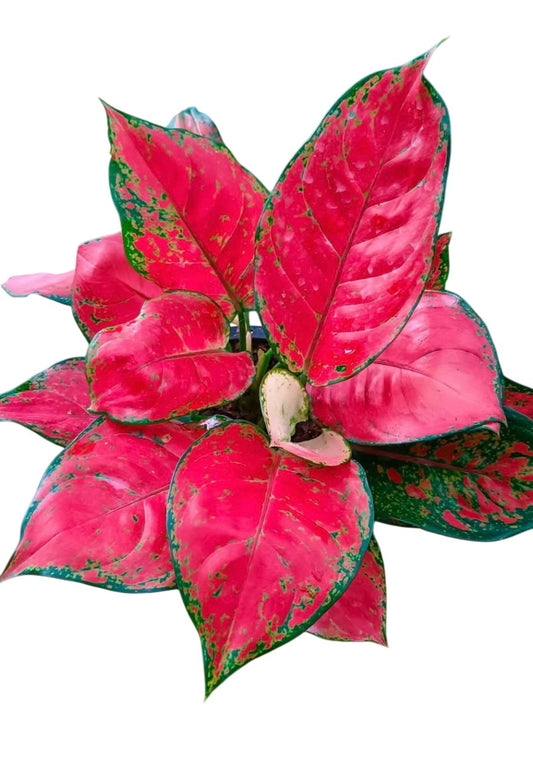 Aglonema Super Red – Set of 10 Plants