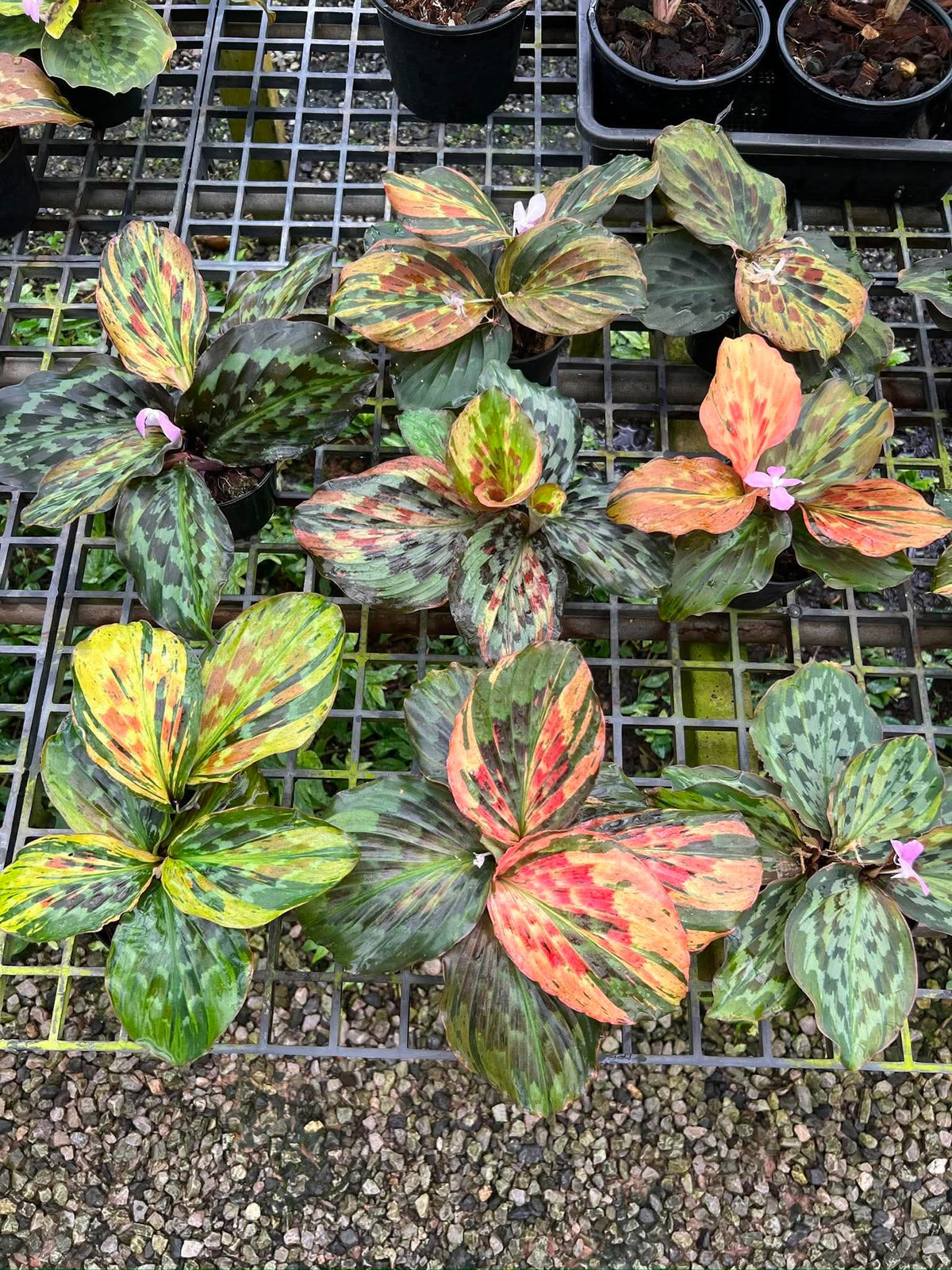 Kaempferia sp. Variegated Set of 10 Plants