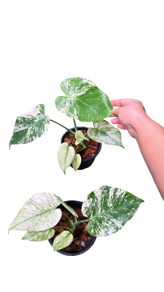 Monstera Deliciosa “Silver Star” Set of 5 plants