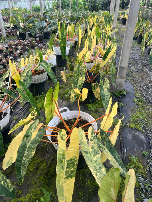 Philodendron Billietiae Variegated – Big Size (8-10leaves)