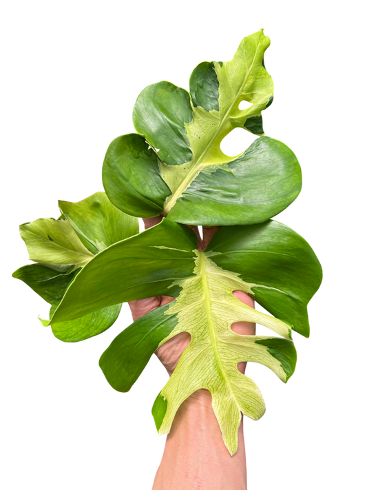 Monstera Deliciosa “White Lava” Variegated