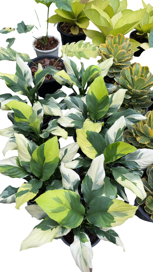 Spathiphyllum 'korea Variegated