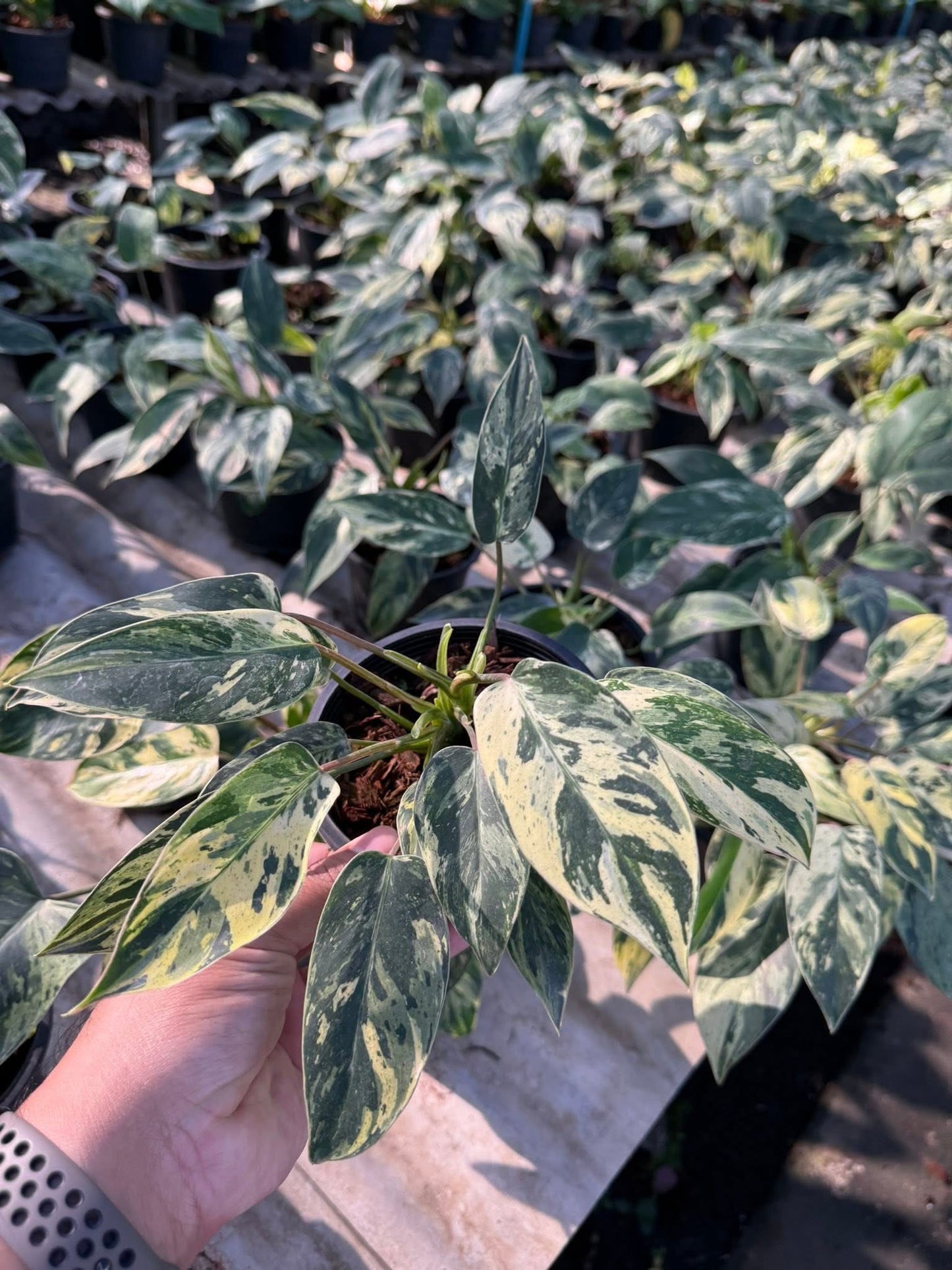 Philodendron Emerald Queen Variegated-Set of 5 plants