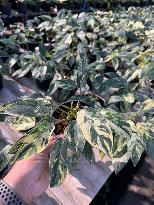 Philodendron Emerald Queen Variegated-Set of 5 plants