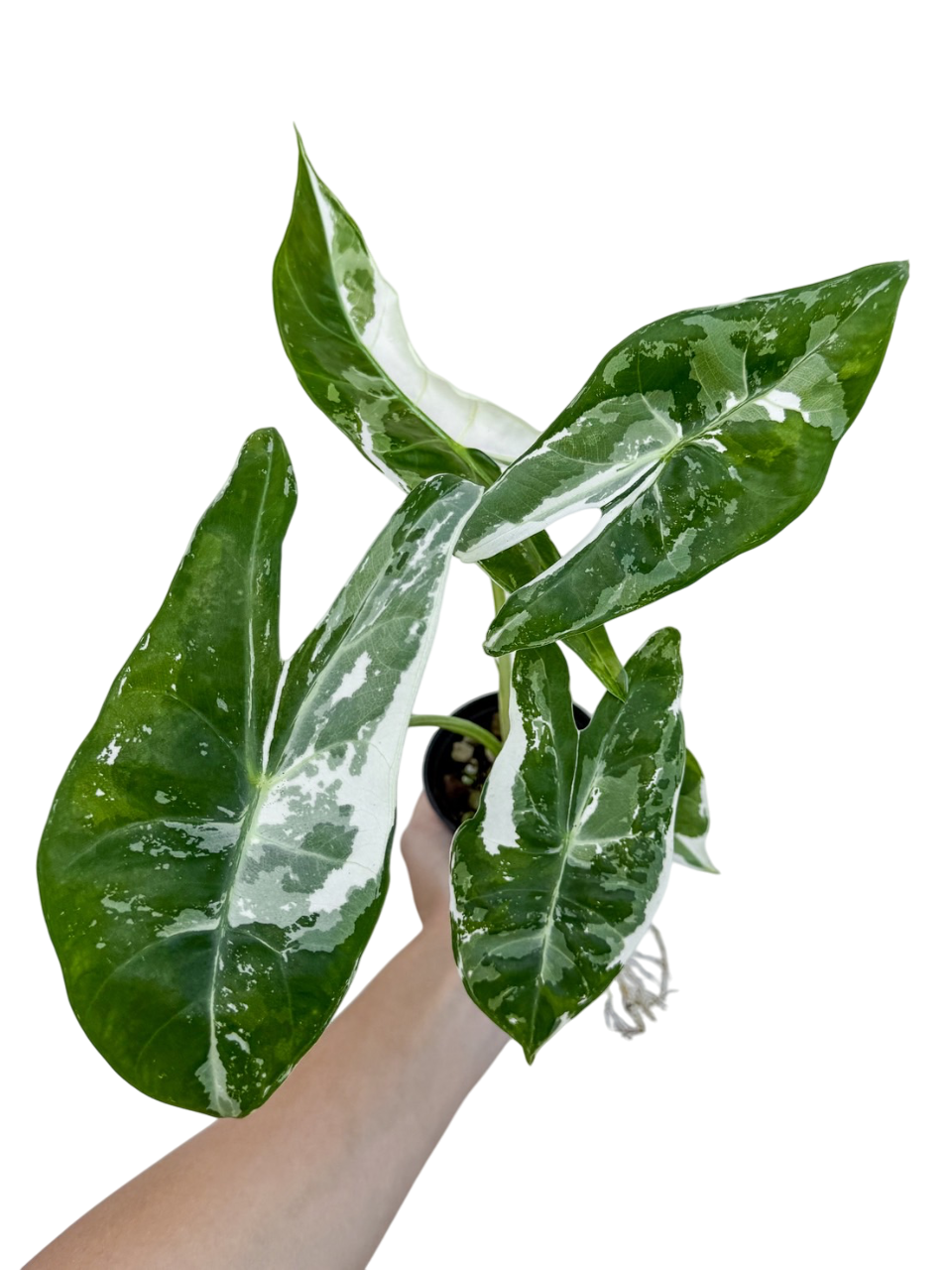 Alocasia Longiloba Albo Variegated