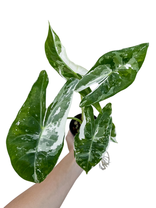 Alocasia Longiloba Albo Variegated