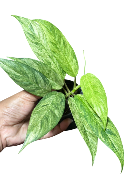 Rhaphidophora lobbii variegated.