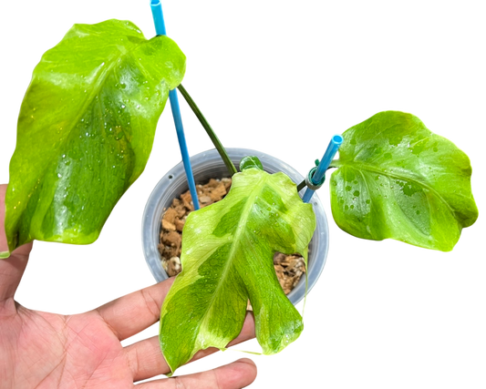 Monstera deliciosa “Flamicito” Variegated - Actual Plant