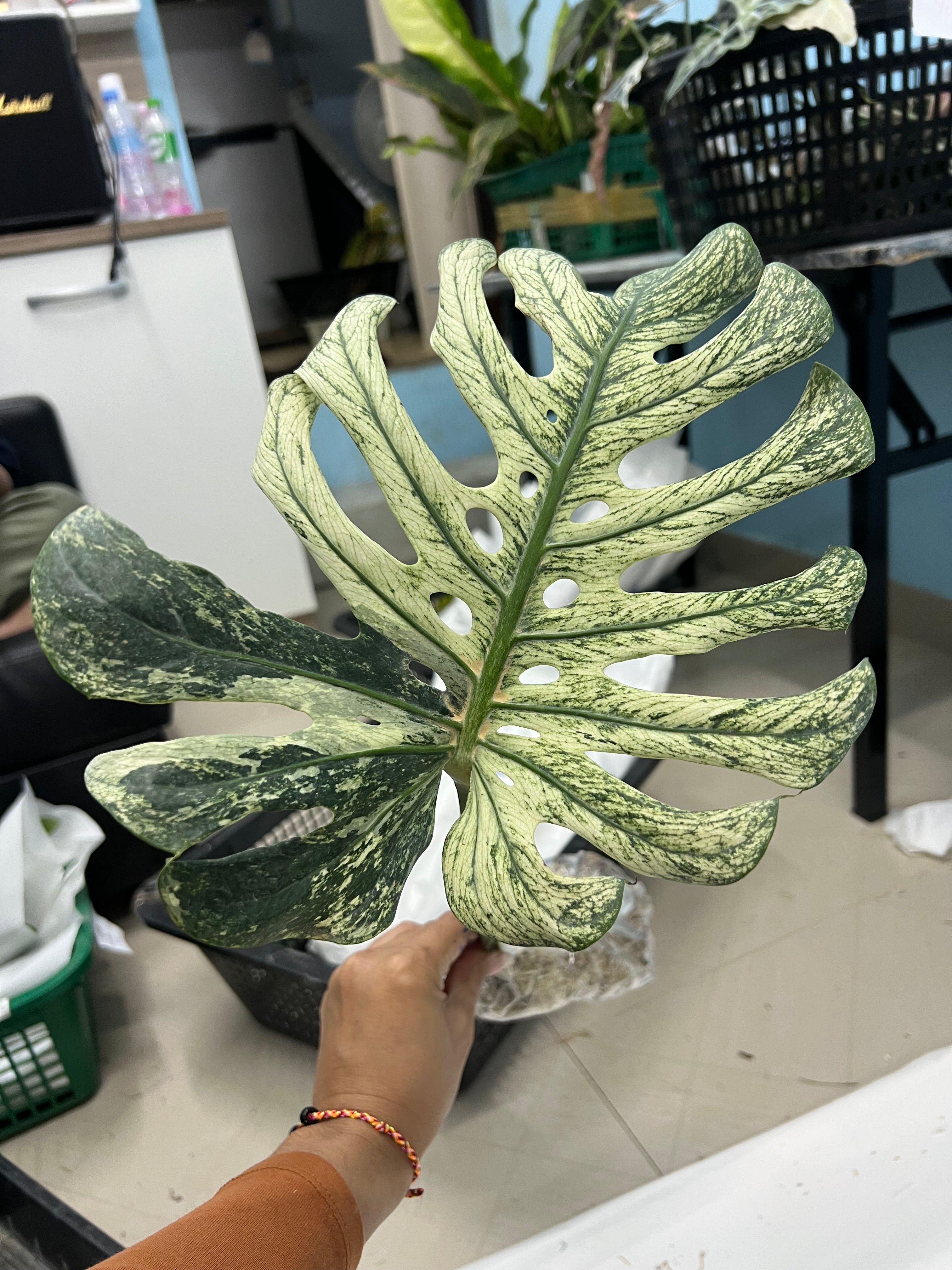 Monstera devil monster (cutting one leaf many roots) – Lucky