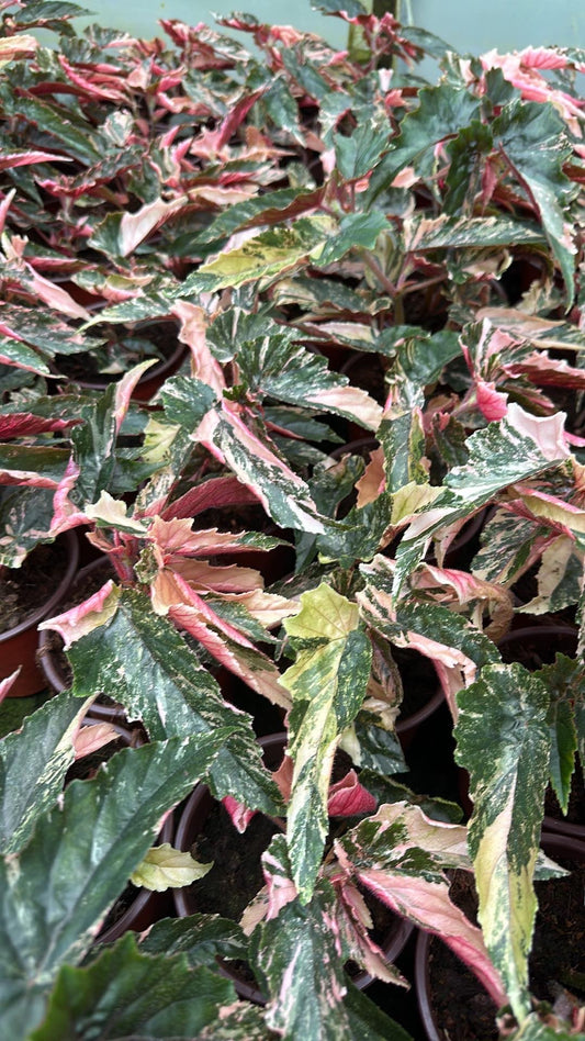 Begonia ginny galaxy set 10 plants