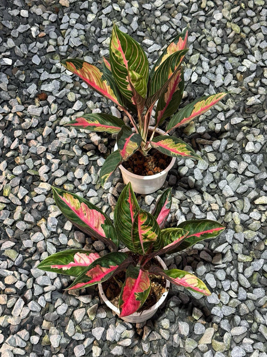 Aglonema crown of siam (rare aglonema)1 plant