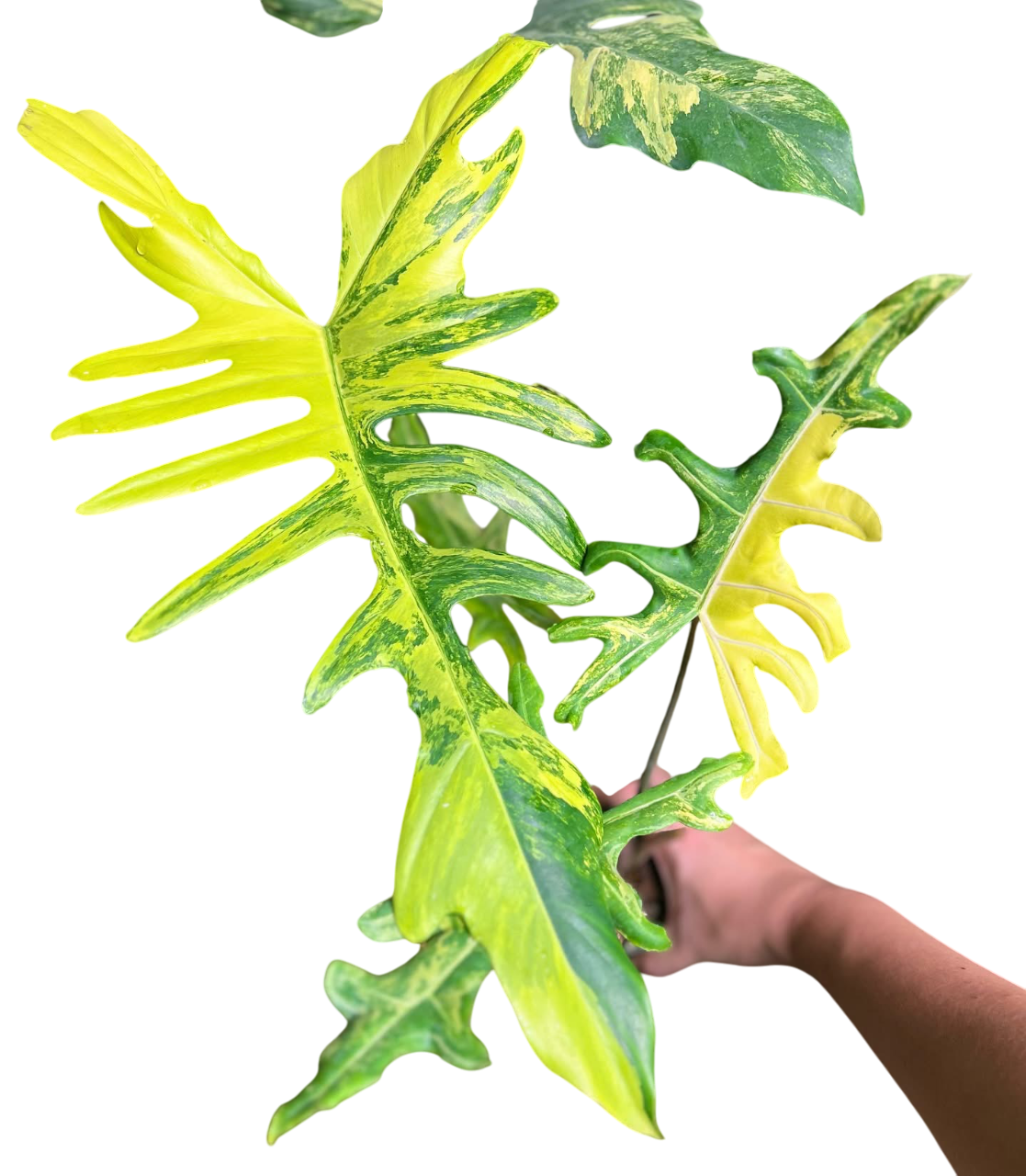Alocasia Portei Aurea Variegated