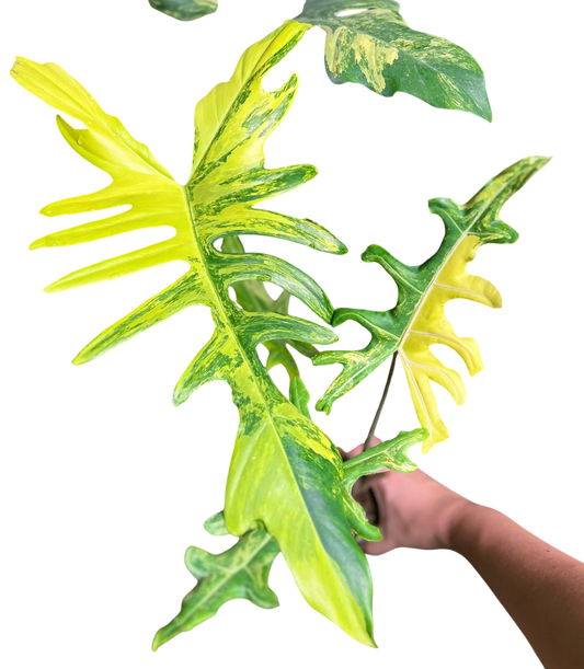 Alocasia Portei Aurea Variegated