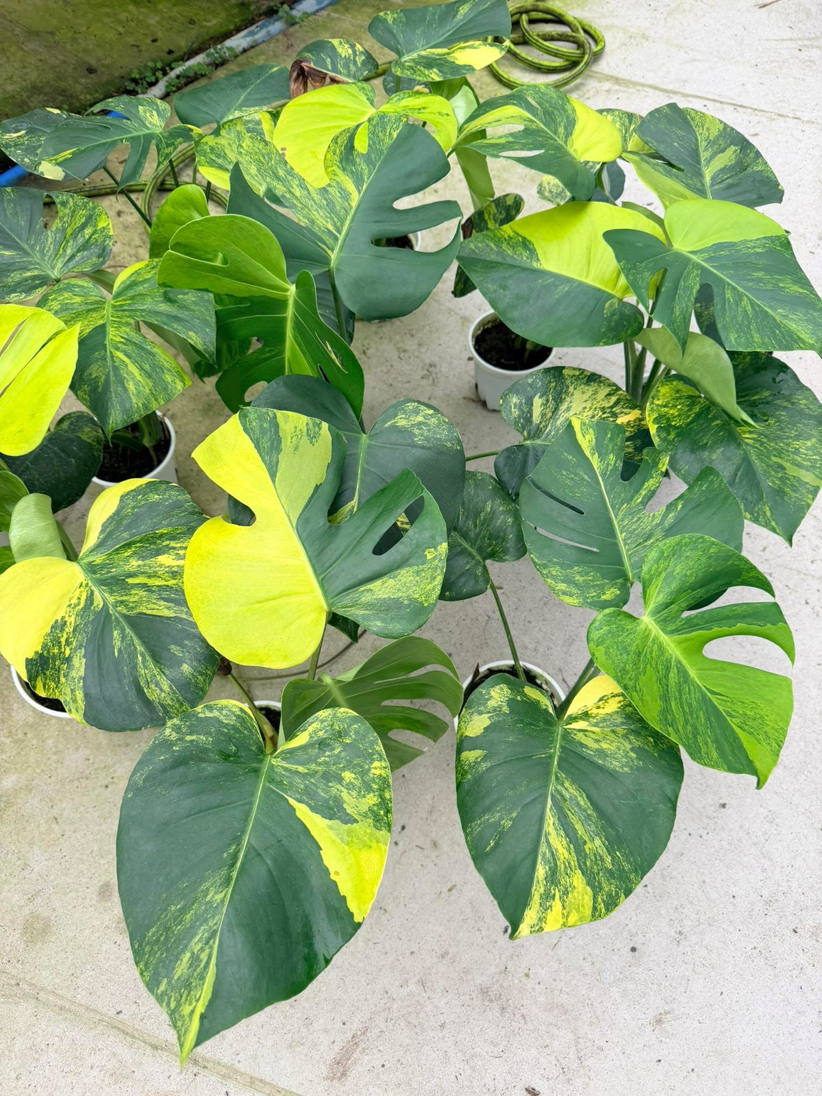 Monstera Deliciosa “Pom Pom”