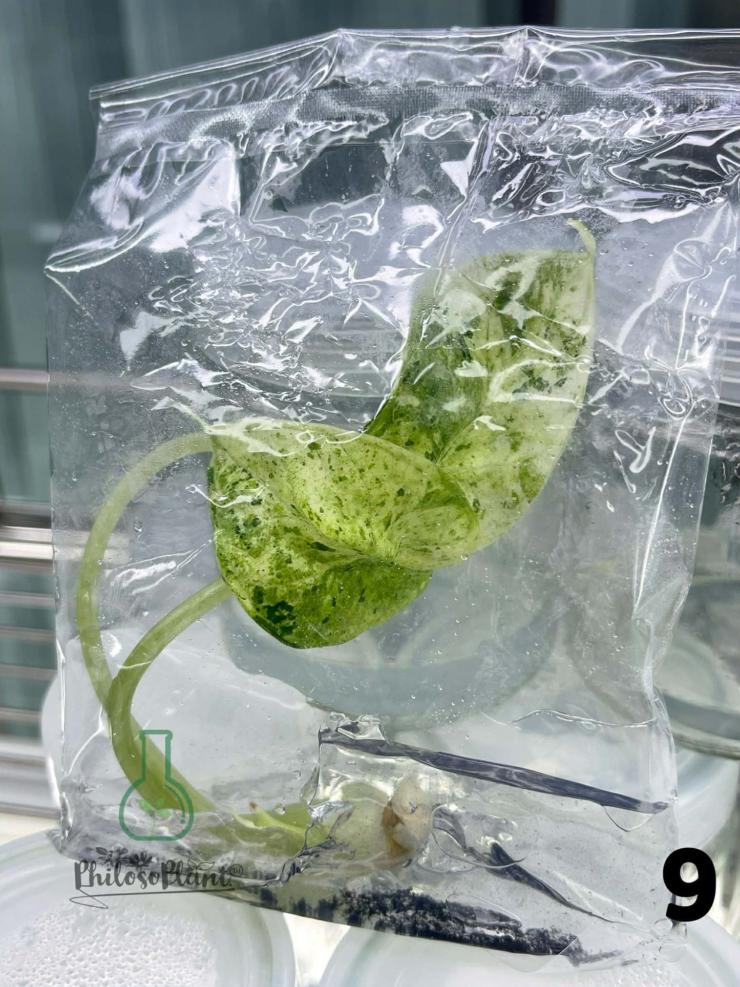 Alocasia Dragon Scale Mint – Tissue Culture (Set of 30)