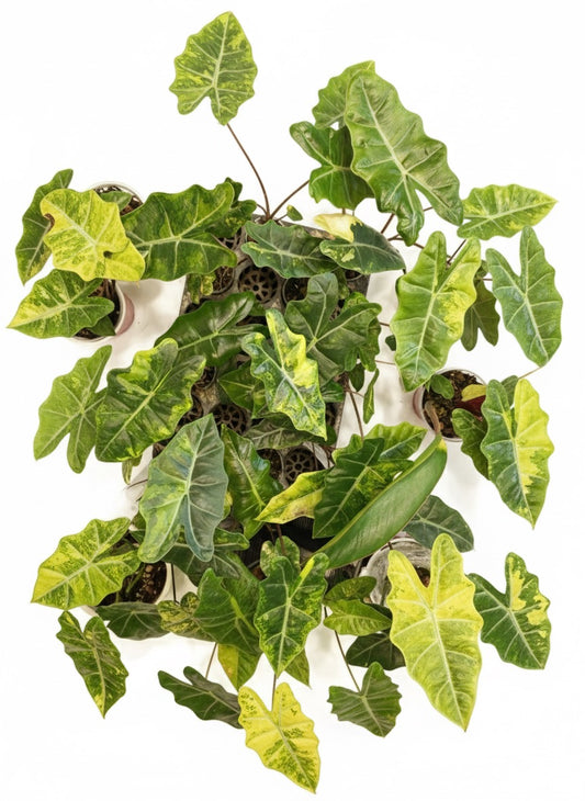 Alocasia Pesudo Sanderiana Aurea Set of 10 plants