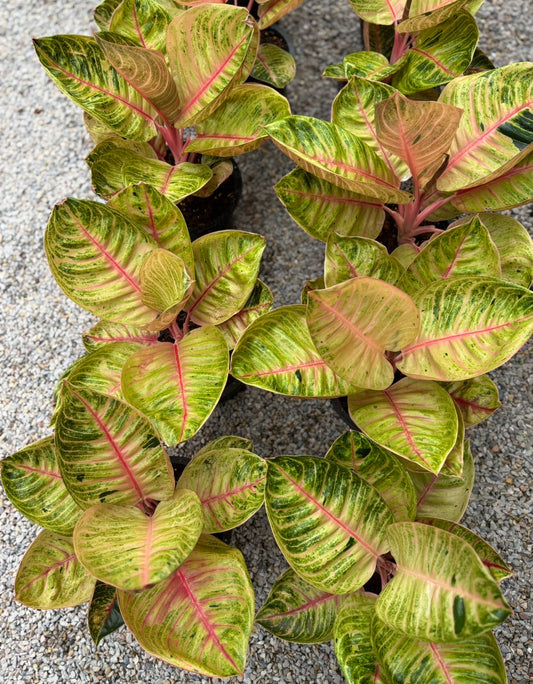 Aglaonema Pink Moonlight – Big Size.Set of 10 plants