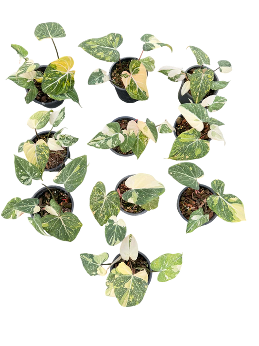 Philodendron Gloriosum Variegated Set of 10 plants SMALL SIZE