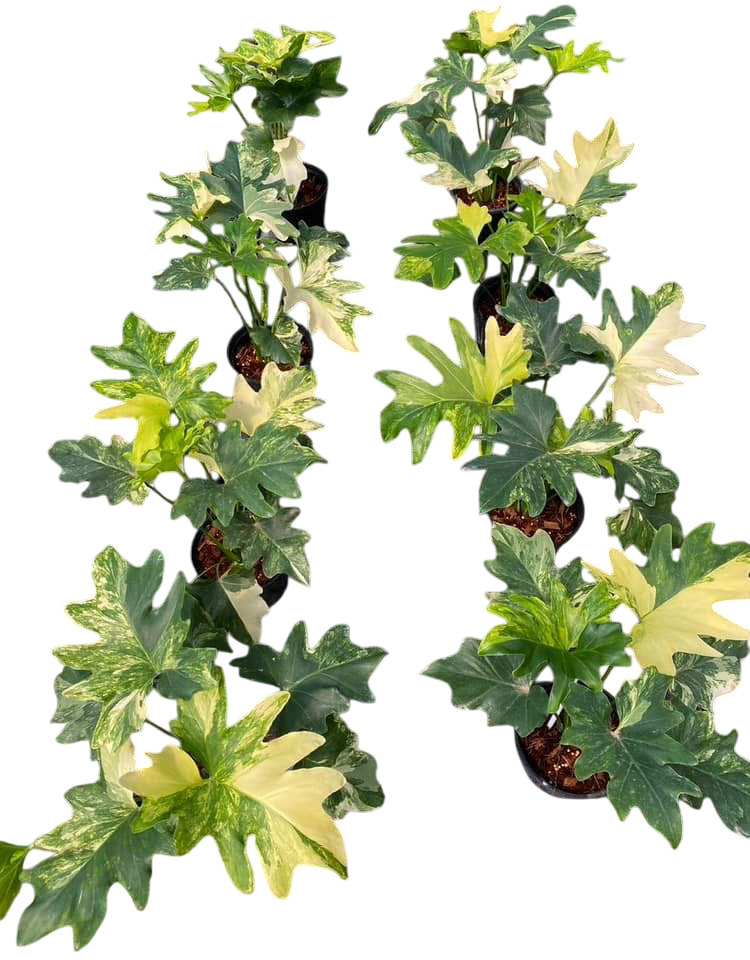 Philodendron Selloum Variegated [Wholesale Set of 10 Plants]