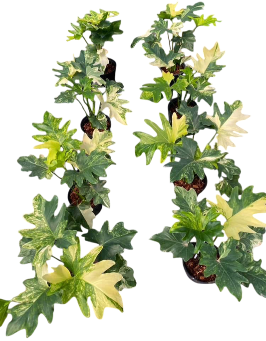 Philodendron Selloum Variegated [Wholesale Set of 10 Plants]