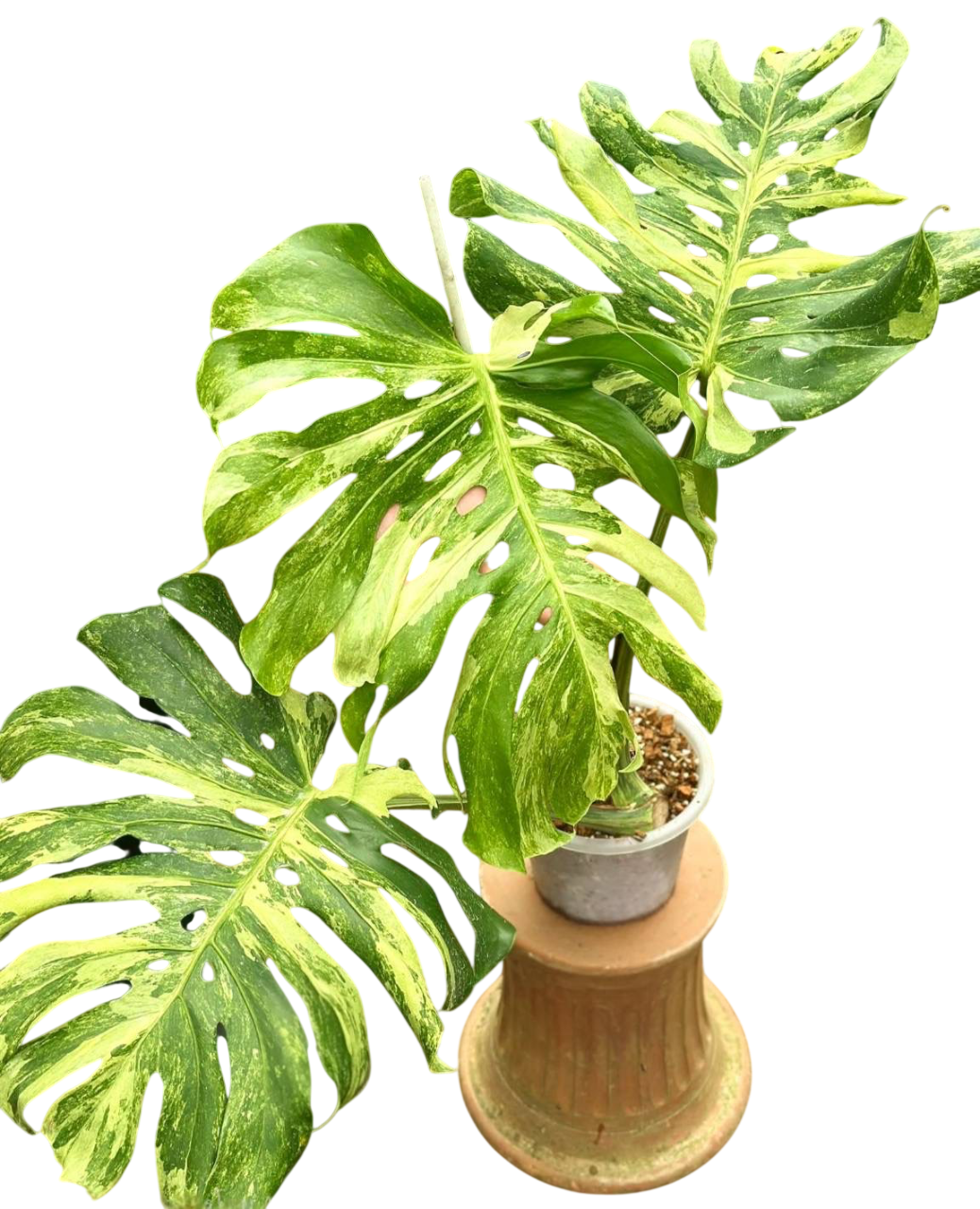 Monstera deliciosa ocean mint