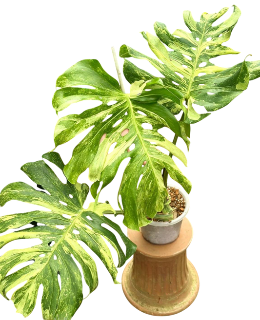 Monstera deliciosa ocean mint