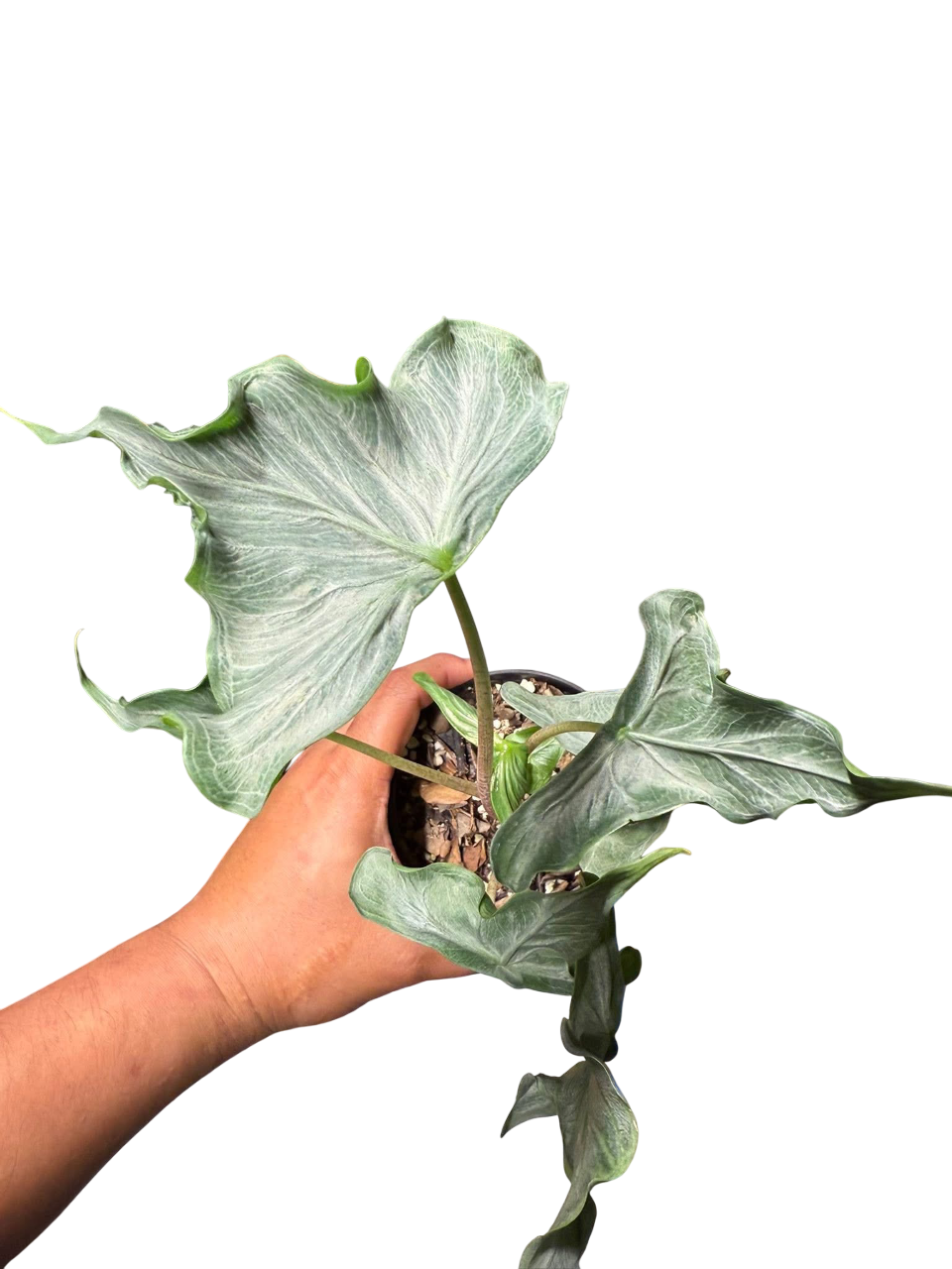 Alocasia “Holy Grail” – Set of 3 Plants