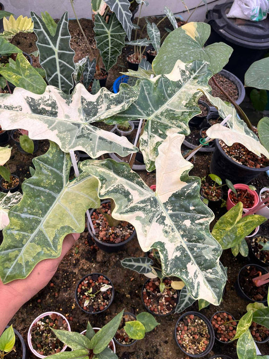 Alocasia Pseudosanderiana Albo Pink Variegated