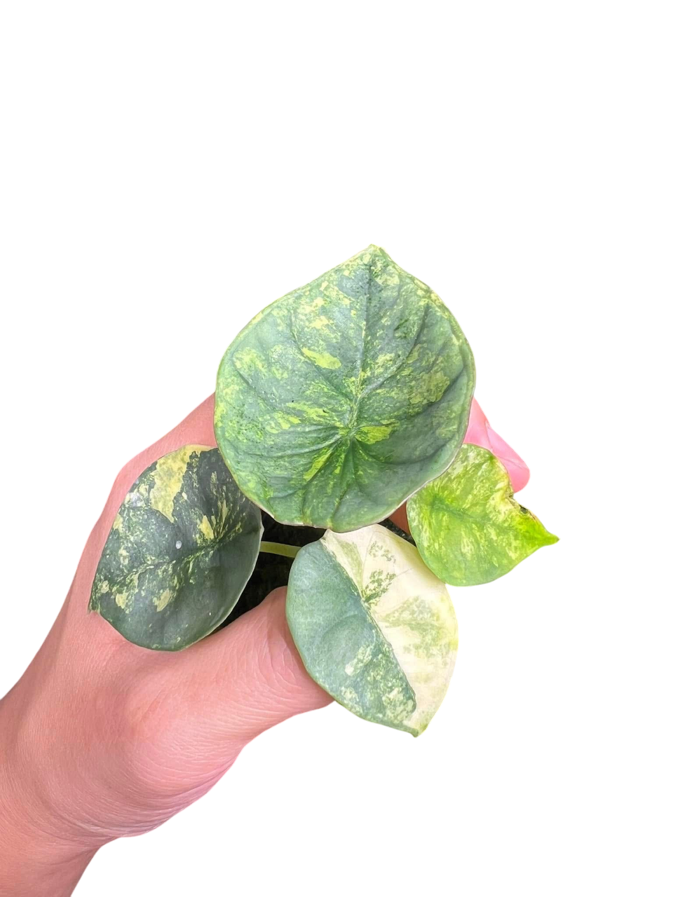 Alocasia Nebula Aurea Variegated