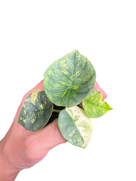 Alocasia Nebula Aurea Variegated