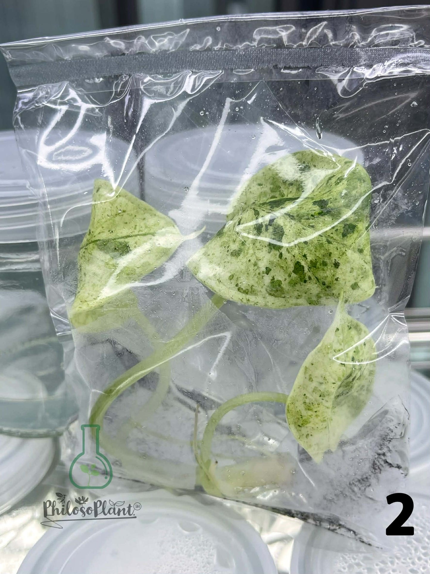 Alocasia Dragon Scale Mint – Tissue Culture (Set of 30)
