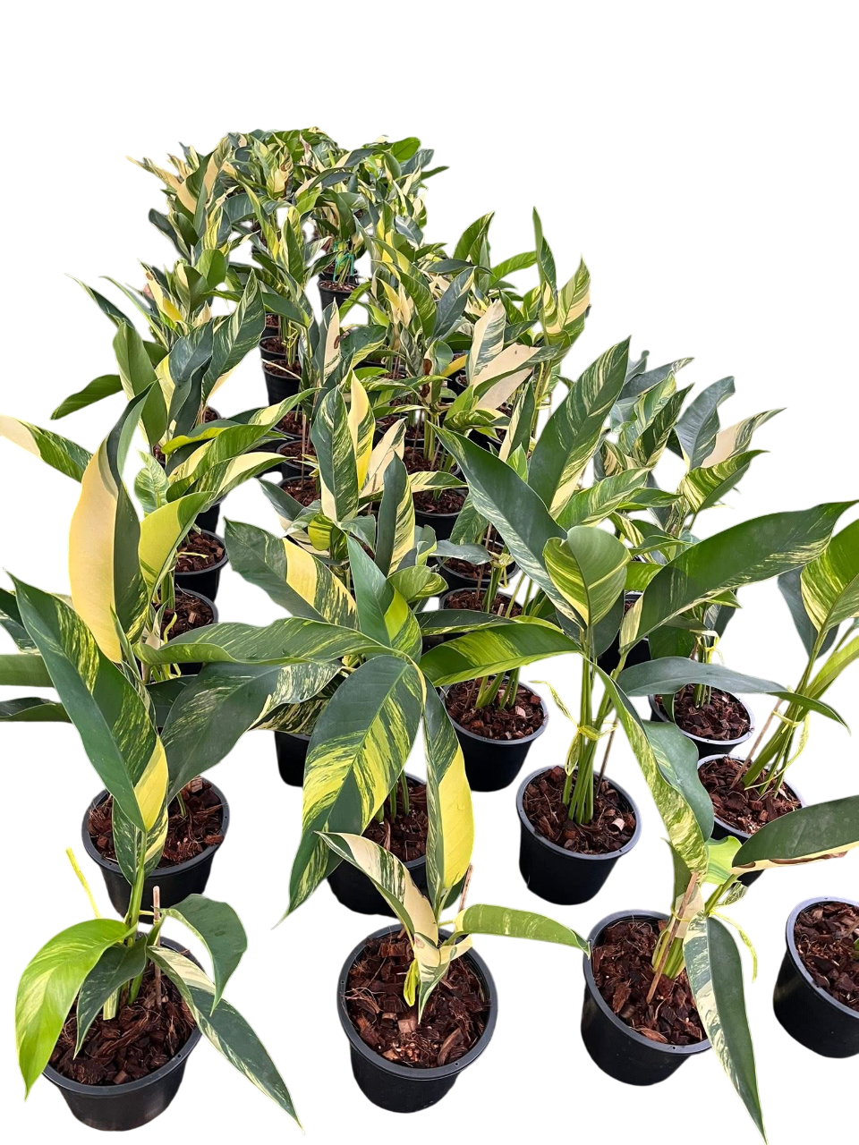 Epipremnum Giganteum Aurea Variegated-Set of 5 plants