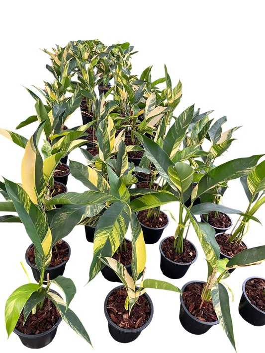 Epipremnum Giganteum Aurea Variegated-Set of 5 plants