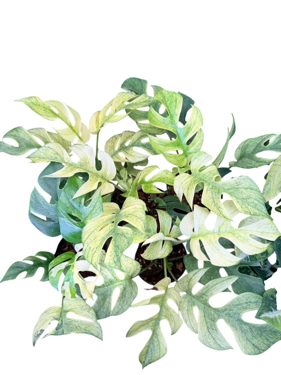 Rhaphidophora Tetrasperma white monster -Set of 5 plants