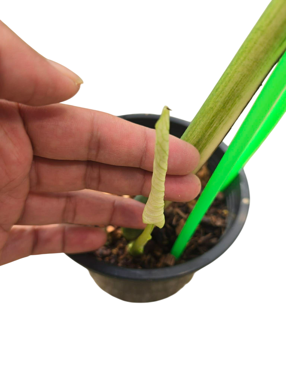 Monstera Devil monster 1leaf (good root system)